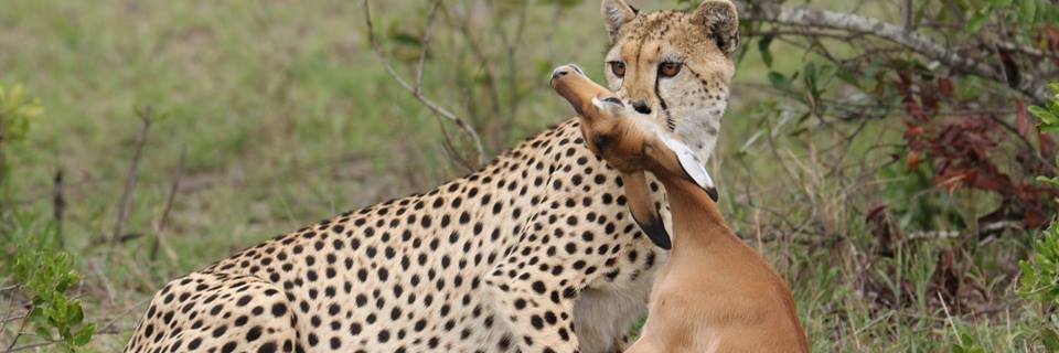 mpetermaina's profile banner image