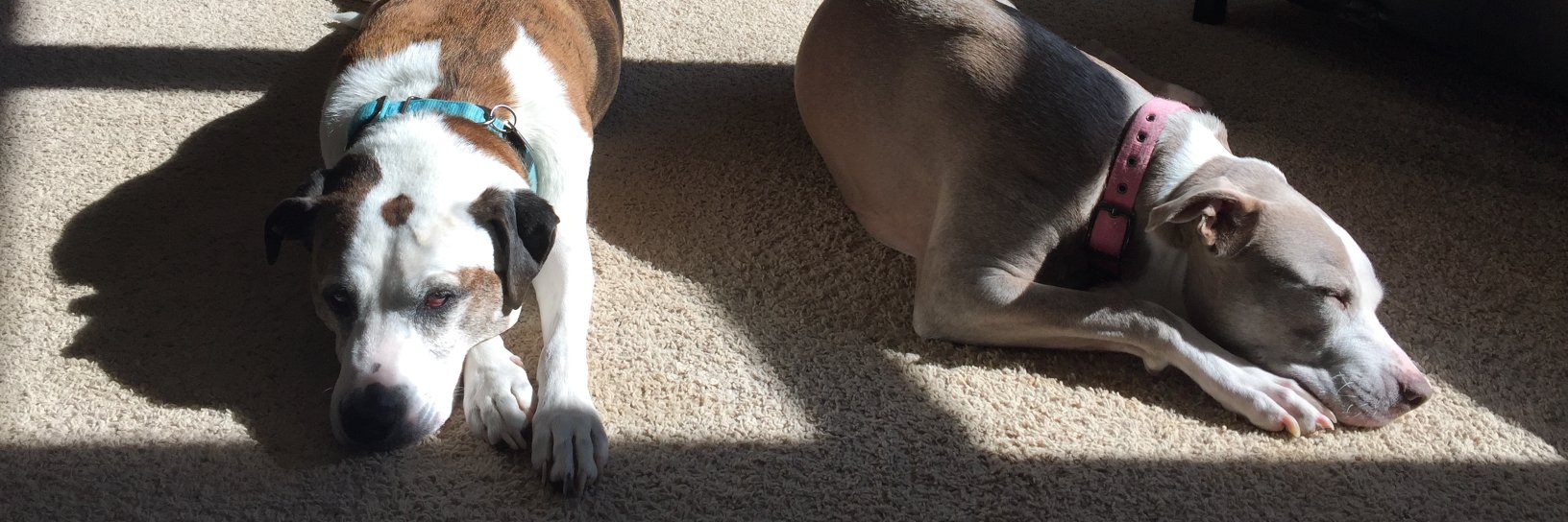 Waggs2Whiskers (@Waggs2Whiskers) / Posts / X
