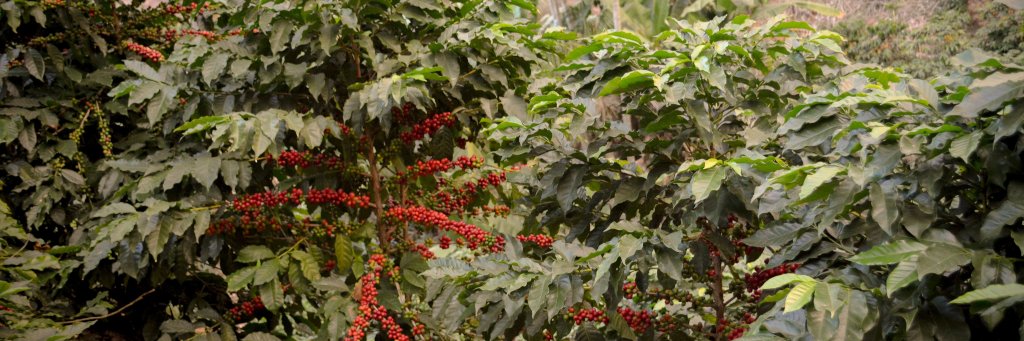 Notes Roastery banner