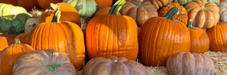 Megan 🐈 💙 banner