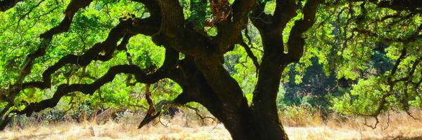 VictorObenauf Profile Banner