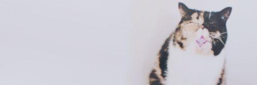 mintarseee's profile banner image