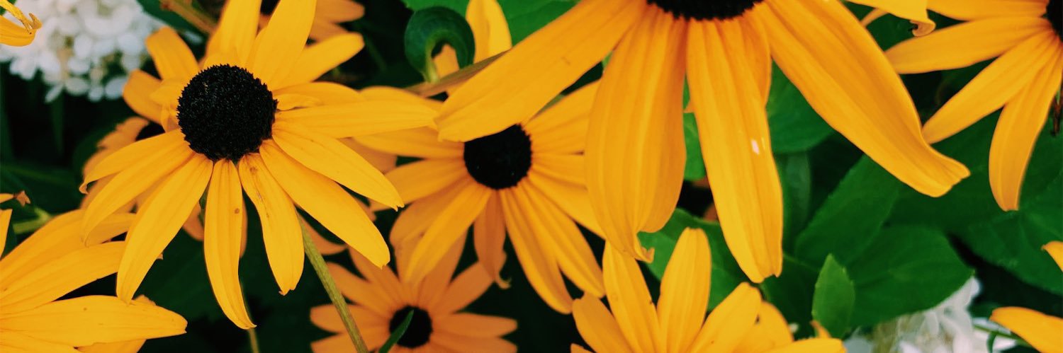 HahnMaggie's profile banner image