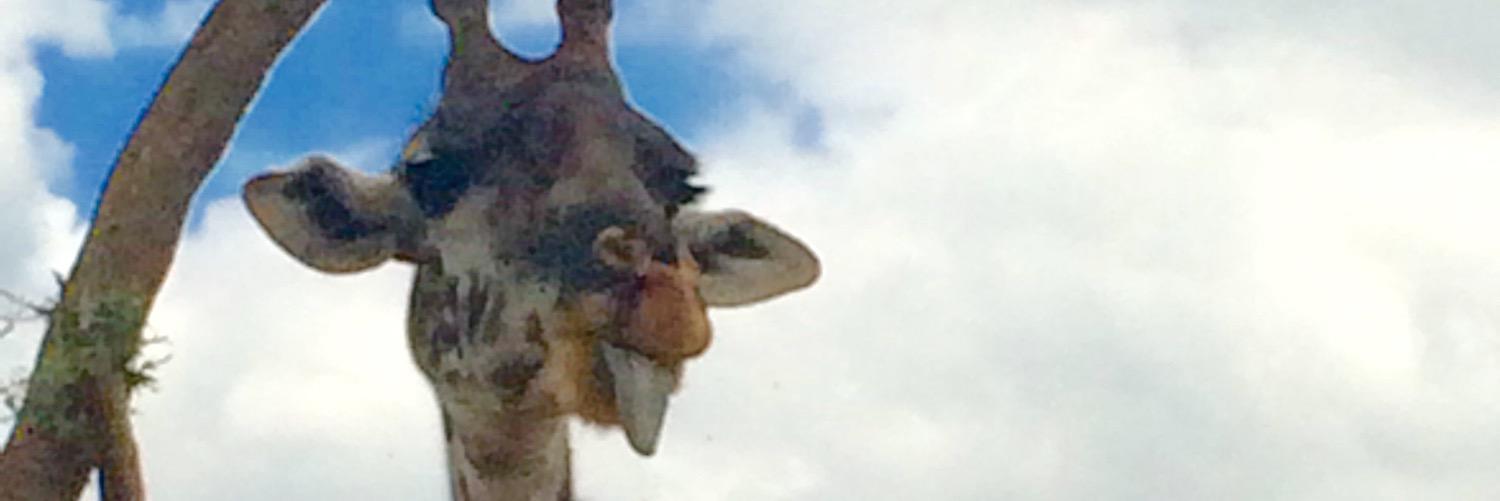TaraKing5's profile banner image