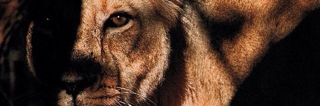 littleanday's profile banner image