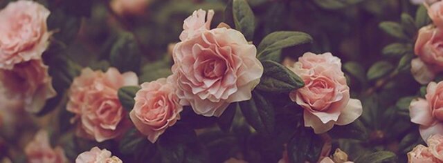 Liska Lobe banner
