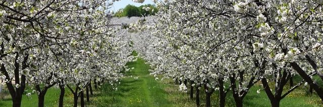 StantonOrchards's profile banner image
