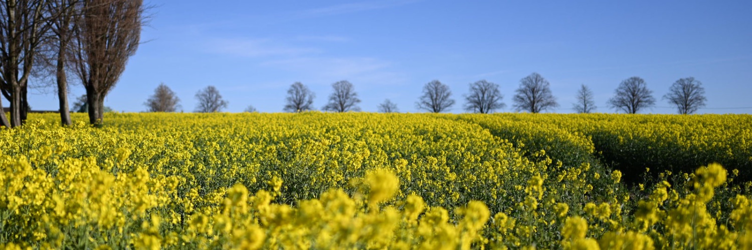 rinke.tv / Ergster banner