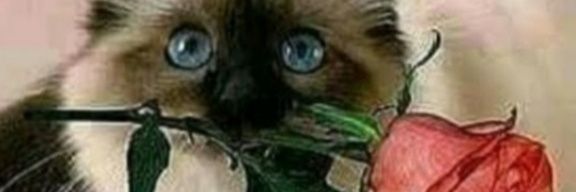veraa194's profile banner image
