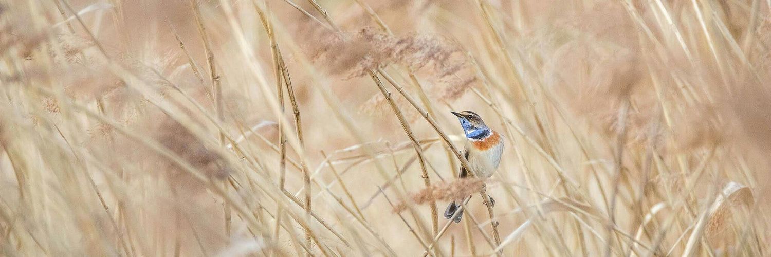 Jan Grünwald banner