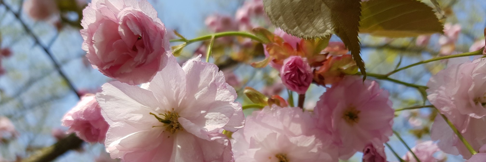 SonjaEpping's profile banner image