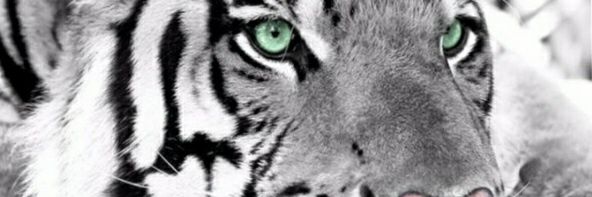 Danielnegreiro5's profile banner image