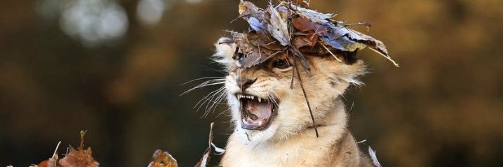 murrbrown's profile banner image