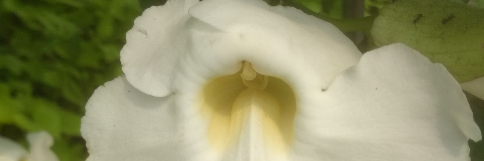 Eldwin's 𝕏 🇮🇩 🇵🇸 banner