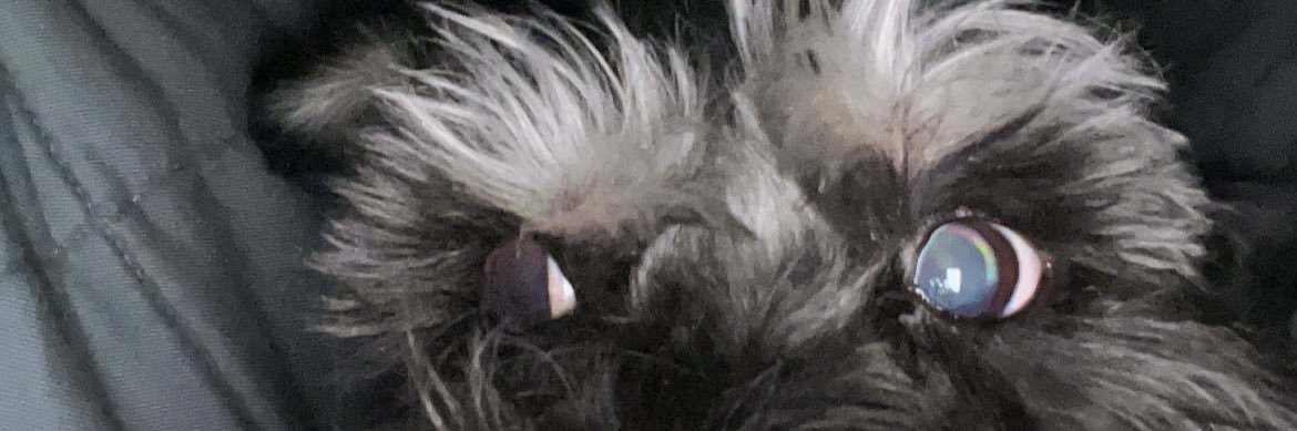 GLAD 🏳️‍🌈 🏳️‍⚧️ ⚧ 🪻 banner