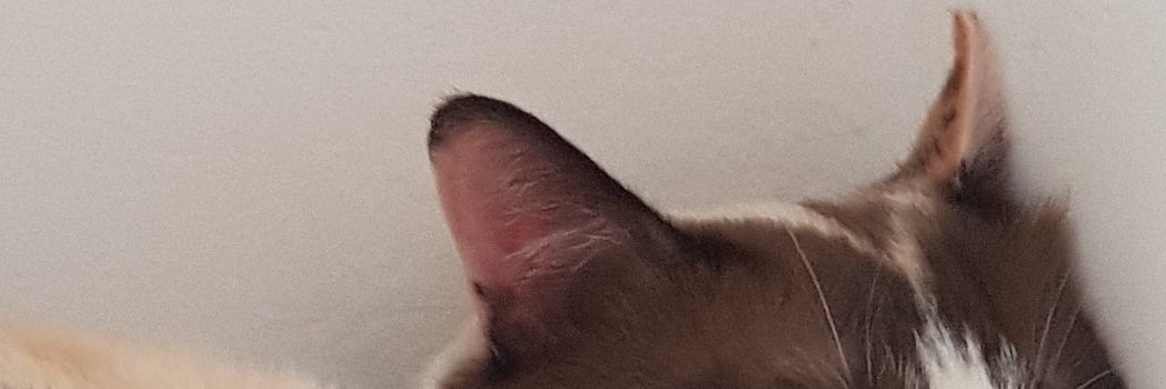 zimmerism's profile banner image
