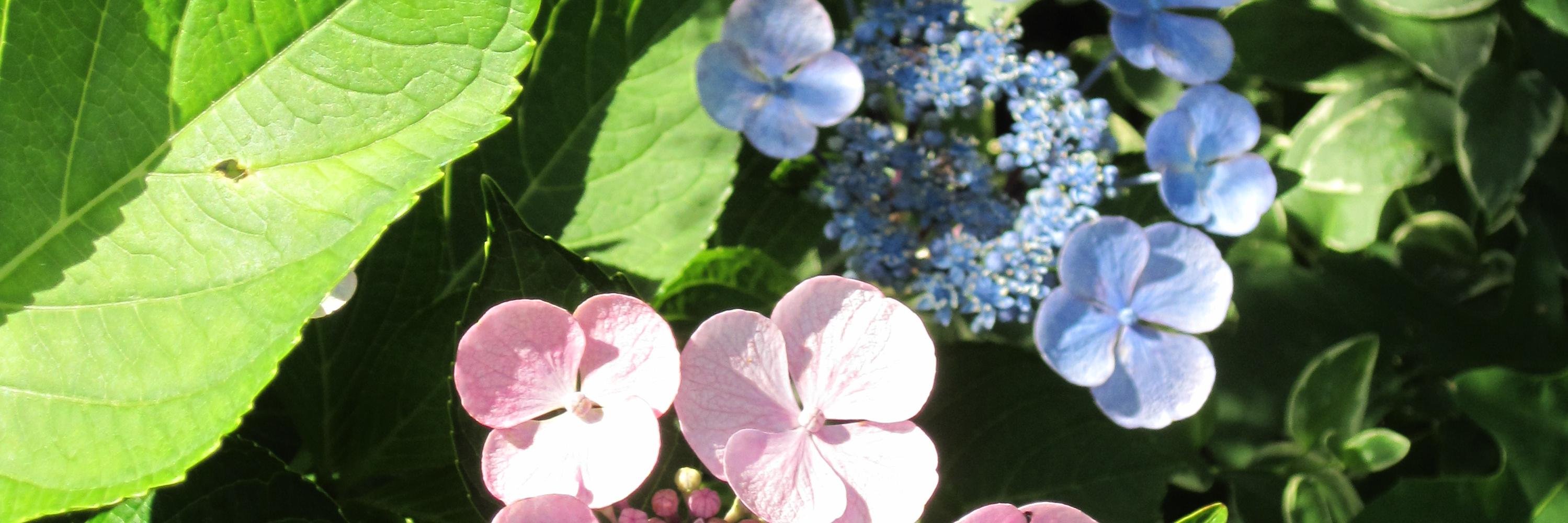 absmulhern's profile banner image