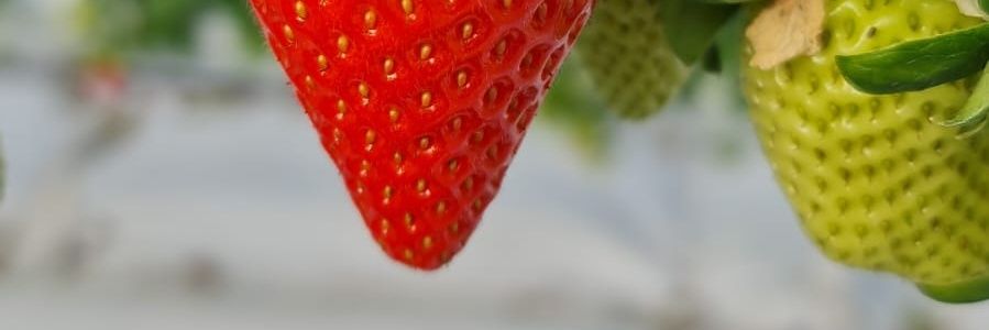 thepicher's profile banner image