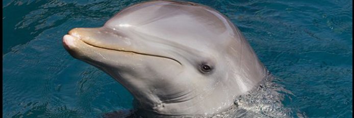 msgorlygorl's profile banner image