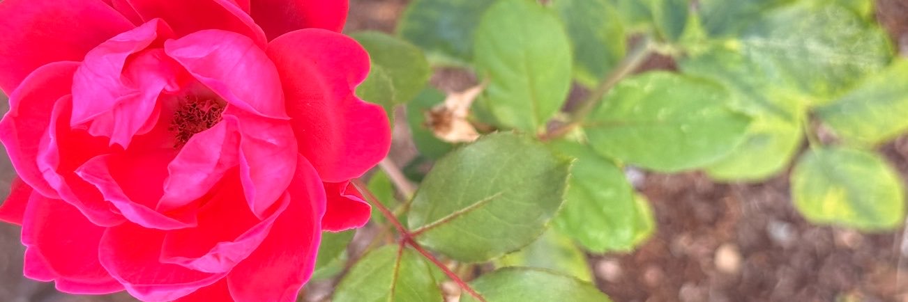Shayladaniellef's profile banner image