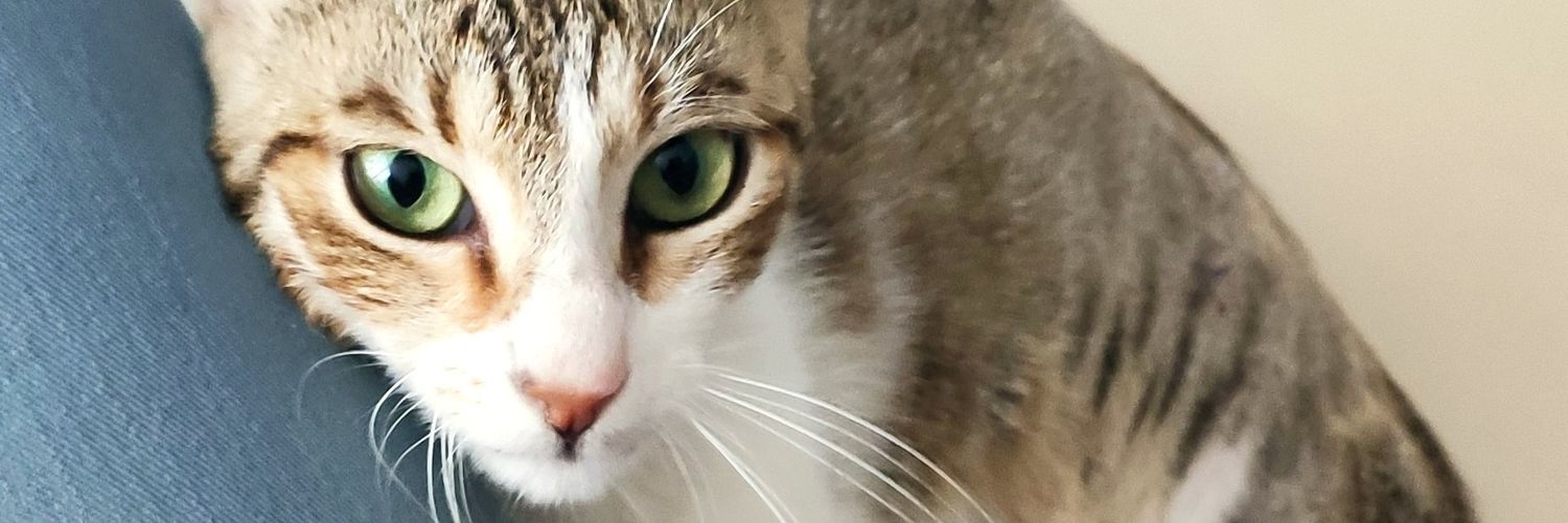 Çako banner