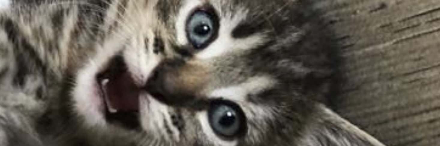 jagerkimpie's profile banner image