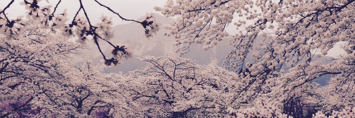 daizu_n's profile banner image