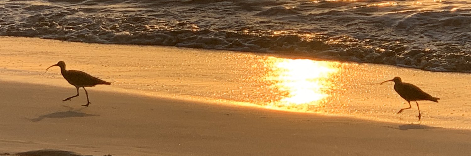 NickyNosyB's profile banner image