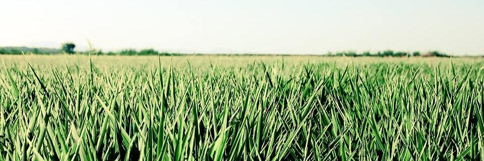 AleMartinez_L's profile banner image