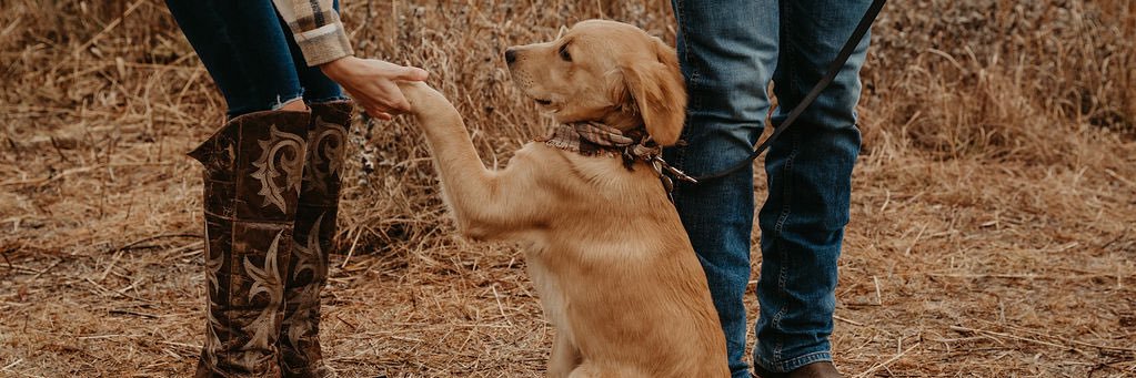carlybuckler's profile banner image