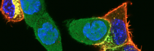 bealelab Profile Banner