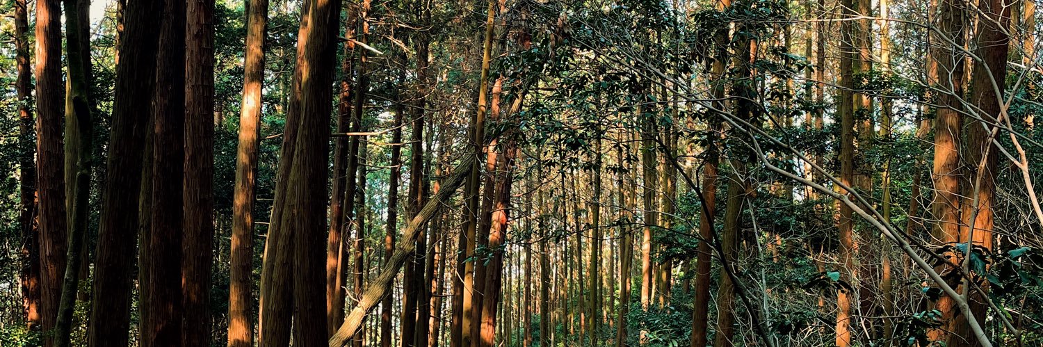 Champ Wuttipitayamongkol banner