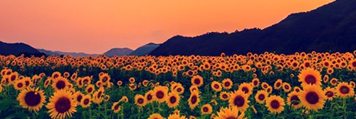 LF_1211's profile banner image