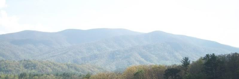 candi reynolds banner