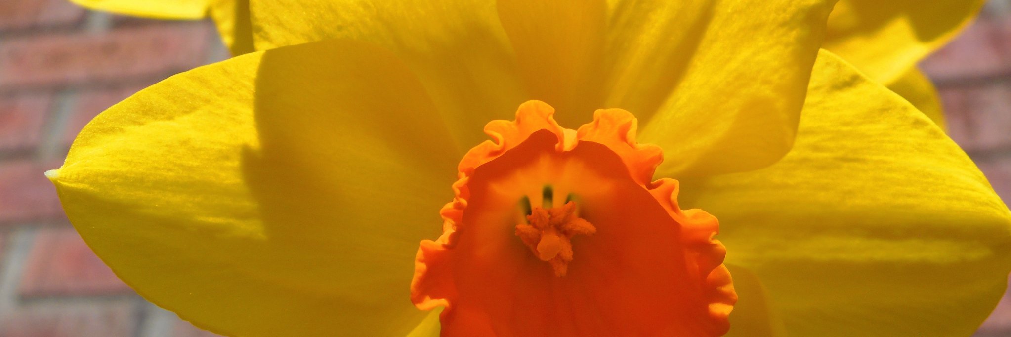 AprilCArmstrong's profile banner image