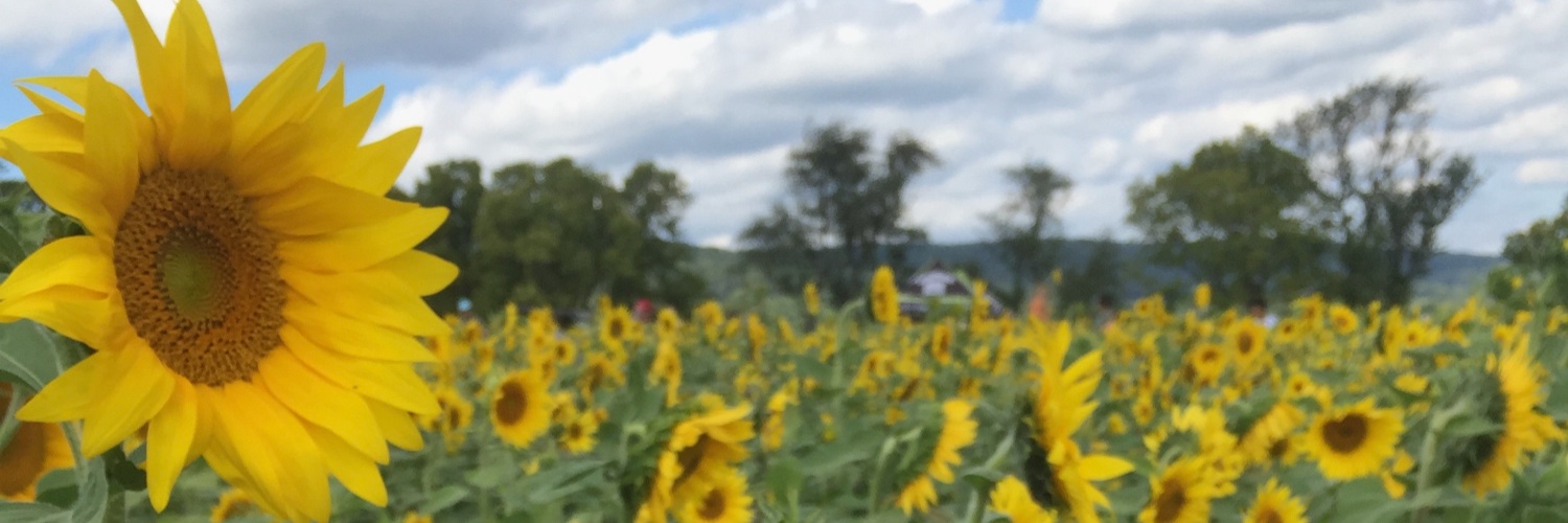 MetropolisMe's profile banner image