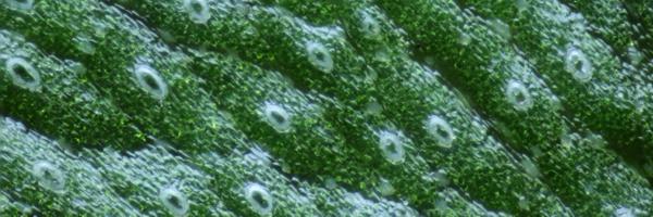 jimhaseloff Profile Banner