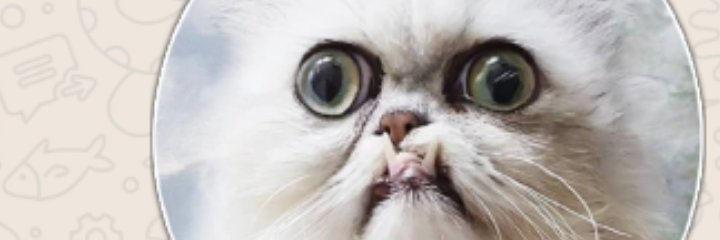belbelendangelo's profile banner image