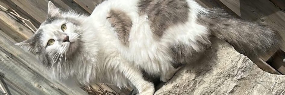 Maxwell White banner