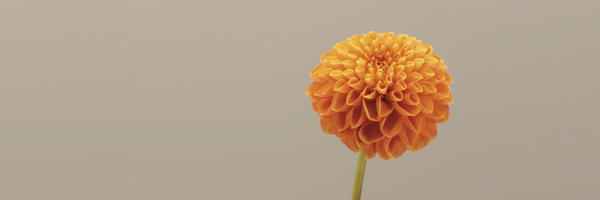 chanc Profile Banner