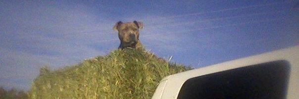 Paul Rademacher banner