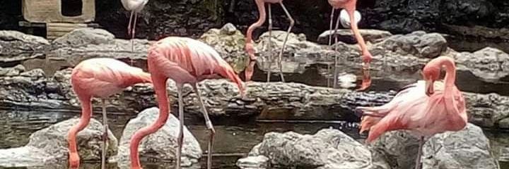 Dian Sukmaningsih banner