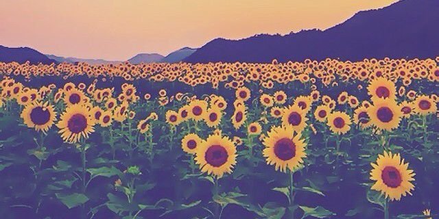 Hado_osha's profile banner image