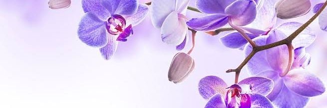 pitrirhma's profile banner image
