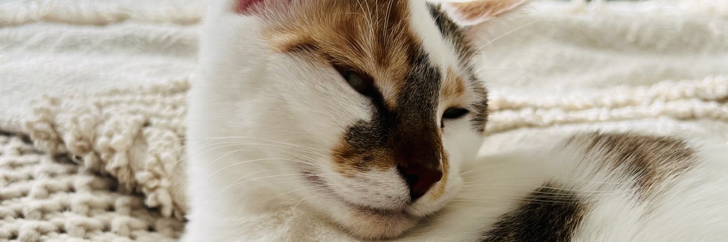 joojoobee's profile banner image