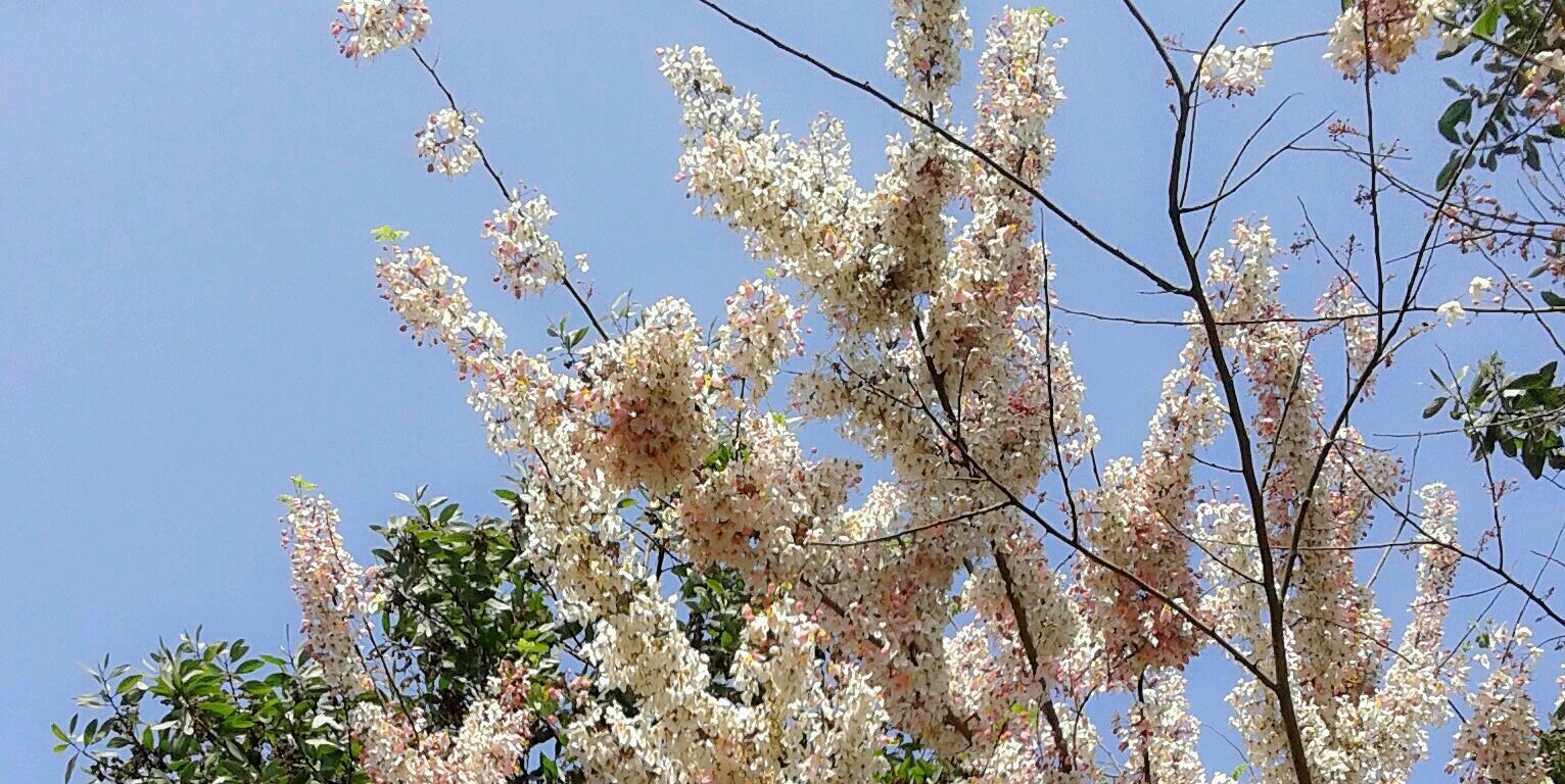 supparanangmail's profile banner image