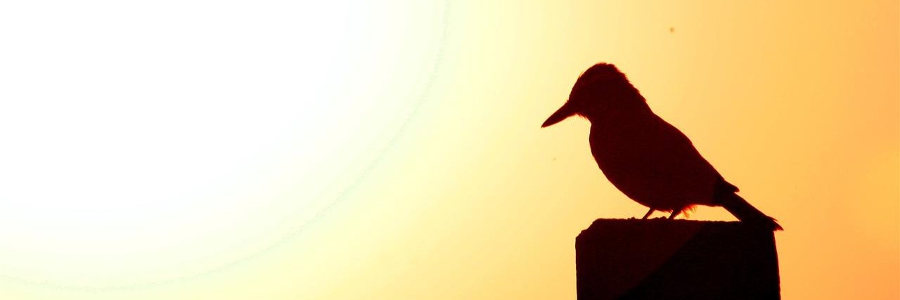 Alan T Lima 🕊️ banner