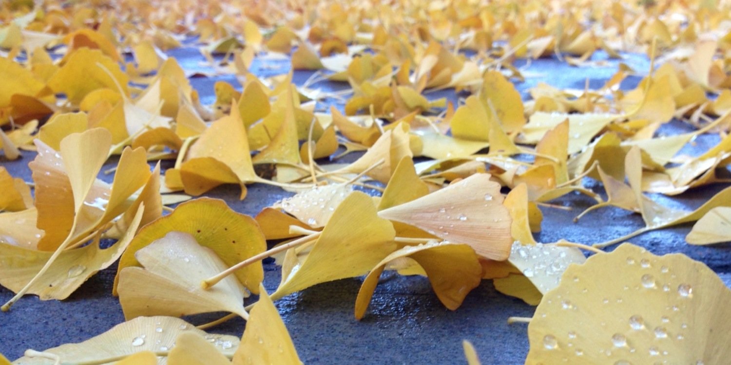 llschriver's profile banner image