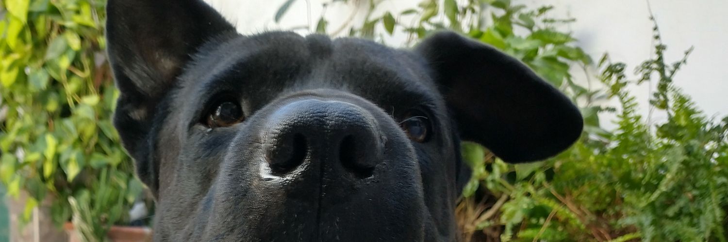 lechon_6's profile banner image