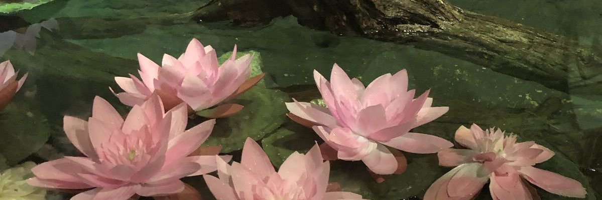 Asiaaa8_'s profile banner image